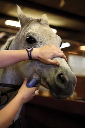 إيواء الخيل
