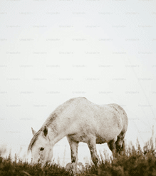 إسعاف الخيل: دليل دقيق جدًا للإجراءات الأولية