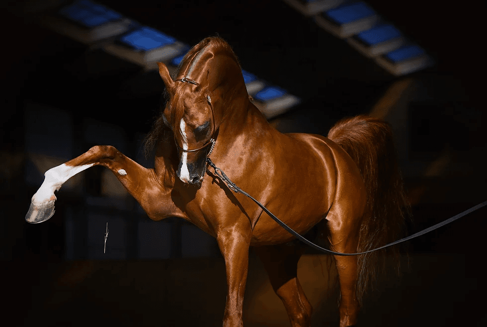 Here Background Image