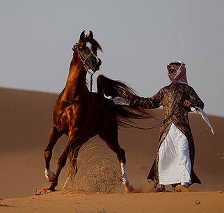 تدريب الخيل