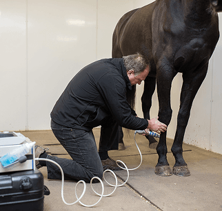 الخدمات البيطرية