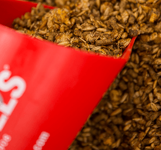 بيع الاعلاف