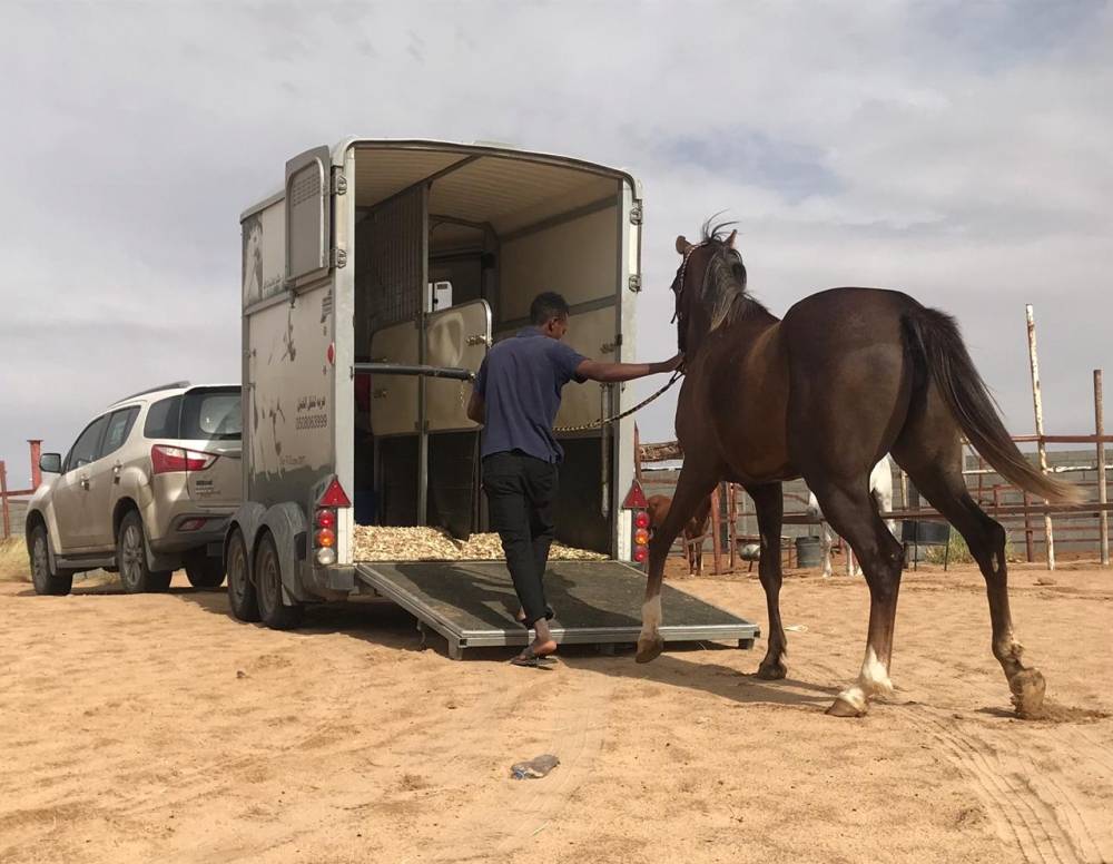 طقم سرج تحمل horseback